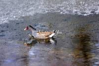 Common moorhen Bavaria