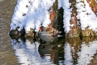 Common moorhen Bavaria