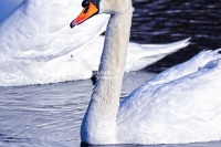 Mute Swan Bavaria