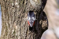 Woodpecker Family Bonds
