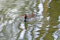 Common Moorhen Bavaria