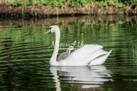 Baby Mute Swan Family Bonds