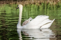Baby Mute Swan Family Bonds