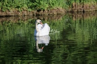 Baby Mute Swan Family Bonds