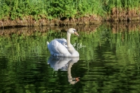Baby Mute Swan Family Bonds