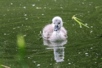 Baby Mute Swan Family Bonds