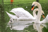 Baby Mute Swan Family Bonds