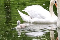Baby Mute Swan Family Bonds