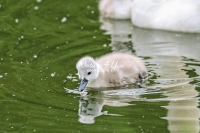 Baby Mute Swan Family Bonds