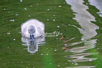 Baby Mute Swan Family Bonds
