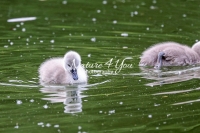 Baby Mute Swan Family Bonds