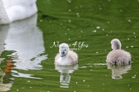 Baby Mute Swan Family Bonds