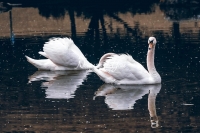 Mute Swans Family Bonds