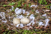 Mute Swan Eggs Family Bonds