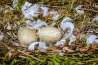 Mute Swan Eggs Family Bonds