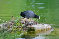 Eurasian Coot Bavaria