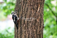 Woodpecker Family Bonds