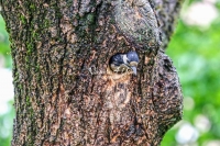 Woodpecker Family Bonds