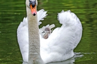 Baby Mute Swan Family Bonds