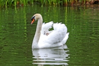 Baby Mute Swan Family Bonds