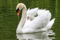 Baby Mute Swan Family Bonds