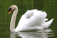 Baby Mute Swan Family Bonds
