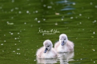 Baby Mute Swan Family Bonds