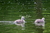 Baby Mute Swan Family Bonds