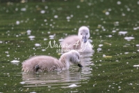 Baby Mute Swan Family Bonds