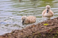 Baby Mute Swan Family Bonds