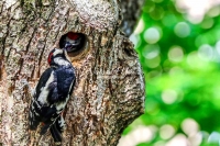 Woodpecker Family Bonds