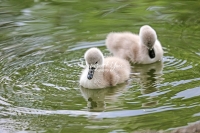 Baby Mute Swan Family Bonds