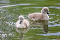 Baby Mute Swan Family Bonds