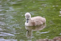Baby Mute Swan Family Bonds