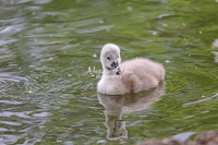 Baby Mute Swan Family Bonds