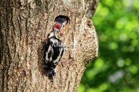 Woodpecker Family Bonds