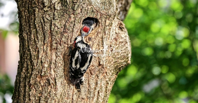 Woodpecker Family Bonds