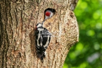 Woodpecker Family Bonds