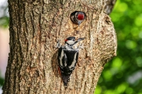 Woodpecker Family Bonds