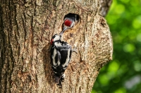 Woodpecker Family Bonds