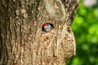 Woodpecker Family Bonds
