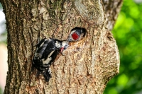 Woodpecker Family Bonds