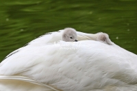 Baby Mute Swan Family Bonds