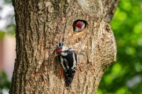 Woodpecker Family Bonds