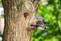 Woodpecker Family Bonds