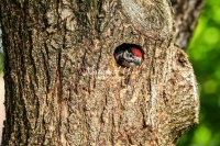 Woodpecker Family Bonds