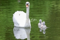 Baby Mute Swan Family Bonds