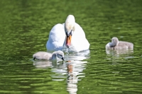 Baby Mute Swan Family Bonds