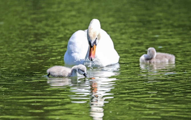Baby Mute Swan Family Bonds