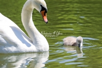 Baby Mute Swan Family Bonds